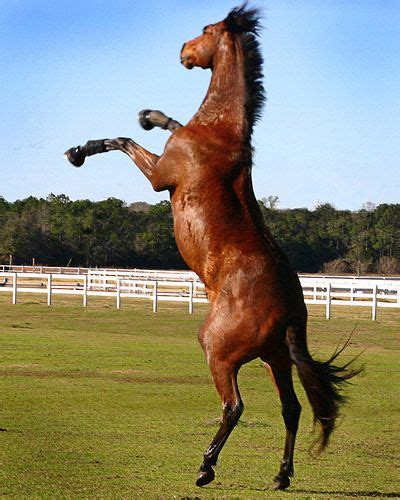 48 best images about horse rearing on Pinterest | Arabian horses, Strength and Beauty