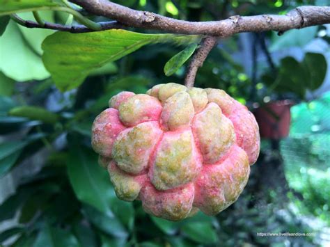 Rare Pink Atis or Sugar Apples | Live Life and Love