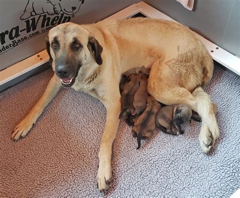 Anatolian Shepherd Puppies for Sale - Marble Peaks Ranch