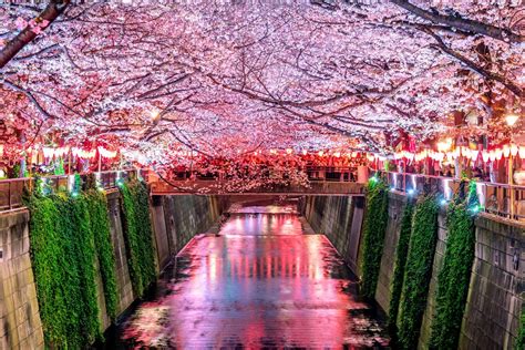 Tokyo Cherry Blossoms: The 10 Best Viewing Spots of 2021 - Tokyo Night Owl