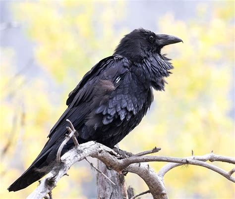 Birding: Corvids, some of the best brains of the bird world | Bird ...