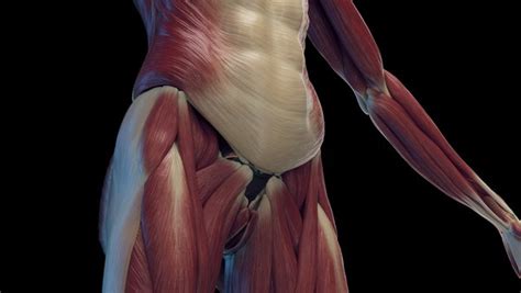 3D модель Human Female Body Skeleton and Muscles Static - TurboSquid 2064314