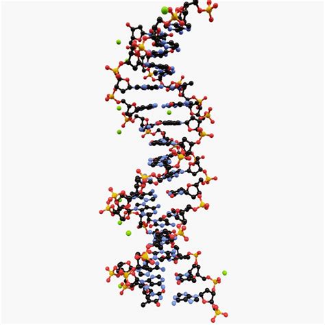 3D model double helix dna molecule - TurboSquid 1161814