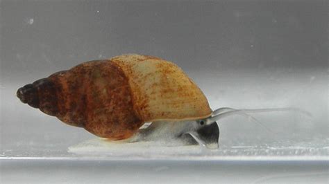 New Zealand mud snail - Alchetron, The Free Social Encyclopedia