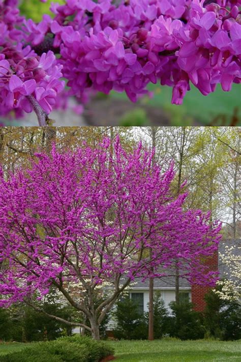 Buy Oklahoma Redbud Tree For Sale Online From Wilson Bros Gardens