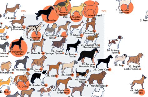 This Infographic Visualizes Dog Breeds Ranked by Temperament - The ...