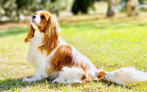 Cavalier King Charles Spaniel puppies available from responsible ...