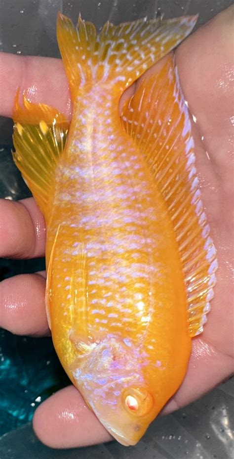 Aulonocara Sunshine Albino Peacock - californiacichlids