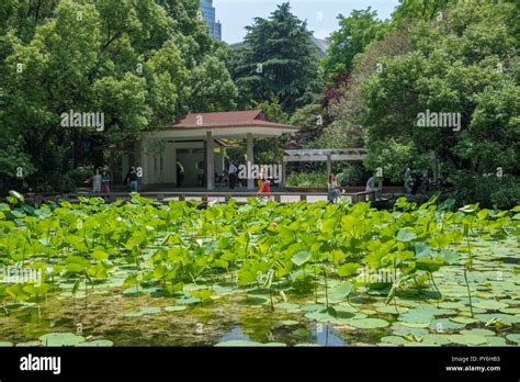 Tourists in the Peoples Park, Shanghai, China, Asia Stock Photo - Alamy