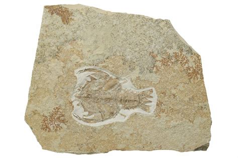 3.6" Fossil Decapod Crustacean (Eryon) - Solnhofen Limestone (#227331 ...