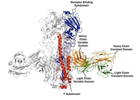 Antibody uniting group 1 and group 2 influenza A haemagglutinin ...