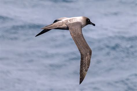 Sooty Albatross (Antarctica) | Backcountry Gallery Photography Forums