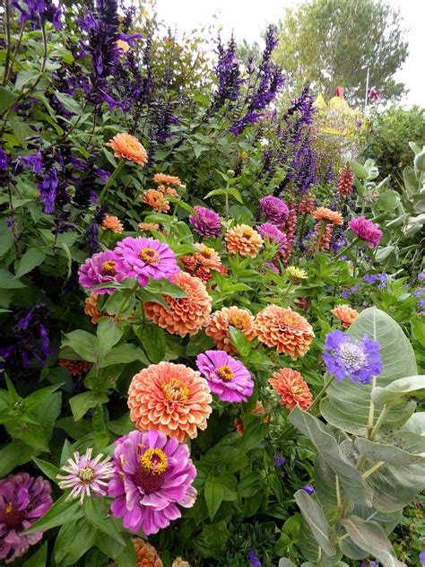 Zinnias 'Benary's Giants Violet & Salmon Rose' & Salvia ' Amistad' Zinnia Flowers, Bulb Flowers ...