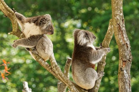 Southern Koala Bear, Longleat Safari Park | Koalas are marsu… | Flickr