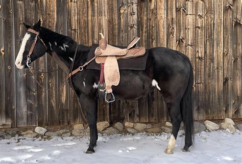 Choosing The Right Western Saddle: A Comprehensive Guide.