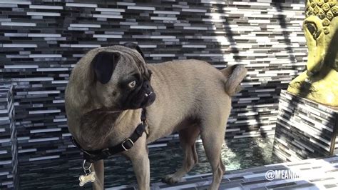 Mean Mug Pug - Fountain Dog - YouTube