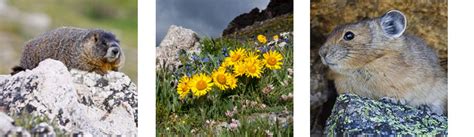 Alpine Tundra Ecosystem - Rocky Mountain National Park (U.S. National Park Service)