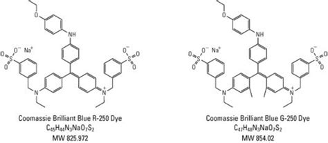 Coomassie Brilliant Blue R-250 Dye - Thermo Fisher Scientific