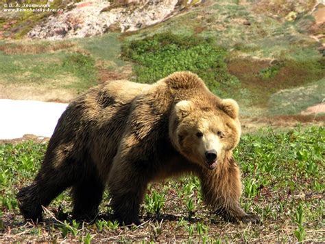 Kamchatka Brown Bear - Ursus arctos beringianus - Bears Of The World