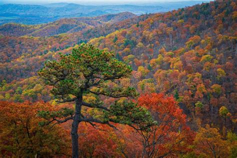 Shenandoah National Park Fall Foliage Stock Image - Image of pano, forest: 89404315