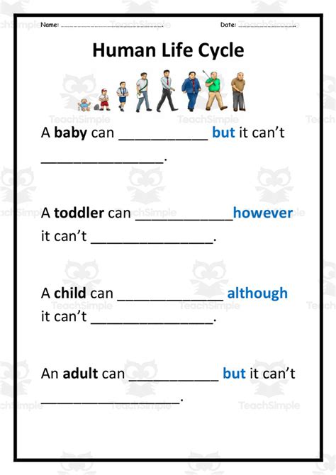 Human Life Cycle Worksheet by Teach Simple