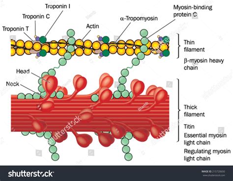 Detail Muscle Tissue Showing Actin Myosin Stock Vector 215720650 - Shutterstock