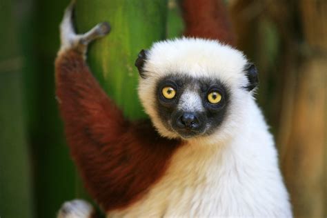 Lemurs of Madagascar | Wexas Travel