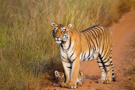 Bengal Tiger Vs Siberian Tiger Comparison - Nature Safari India