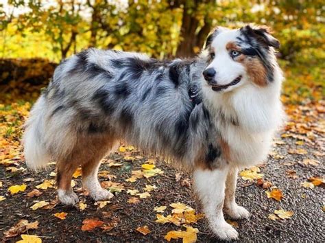 Blue Merle Australian Shepherd: The Complete Dog Breed Guide - K9 Web