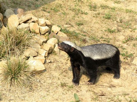 honey badger, ratel (Mellivora capensis); DISPLAY FULL IMAGE.