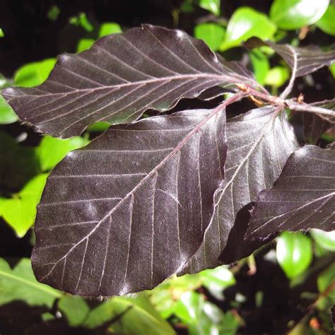 Fagus sylvatica purpurea | Buy Purple Beech Trees | Copper Beech