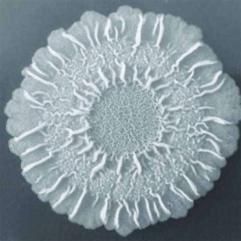 Colony height versus the width of cell death region (W D ), for... | Download Scientific Diagram