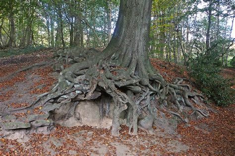 File:Tree roots, Roundhay Park.jpg - Wikimedia Commons