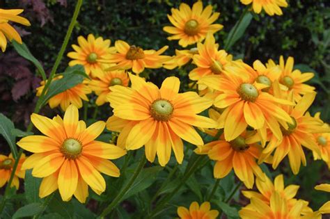 Rudbeckia hirta 'Prairie Sun' (Black-Eyed Susan)