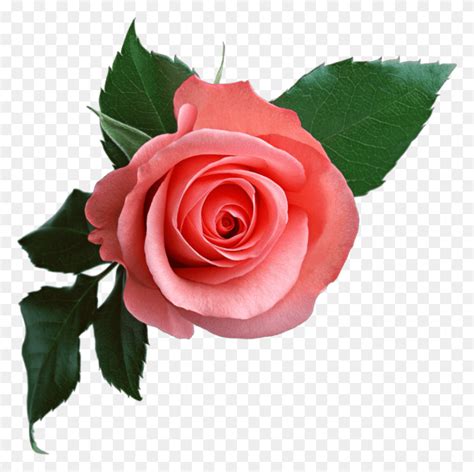 Wilted Flower Emoji - Rose Emoji PNG - FlyClipart