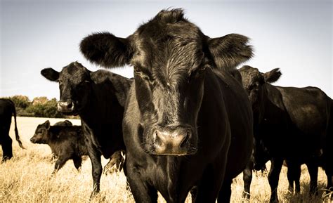 Black Angus Cattle