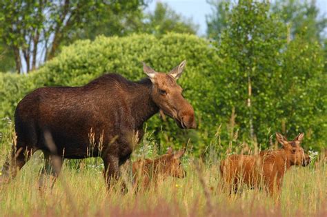 Nearly 30 Years After Chernobyl Disaster, Wildlife Returns to the Area ...