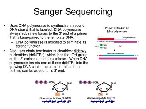 PPT - DNA Sequencing PowerPoint Presentation - ID:398162