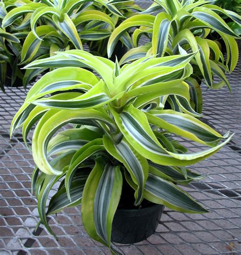 7 Indoor Plants to Brighten and Purify Your Home or Office | Porch plants, Dracaena plant, Plants