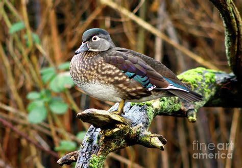 Female Wood Duck On Tree Photograph by Terry Elniski - Pixels