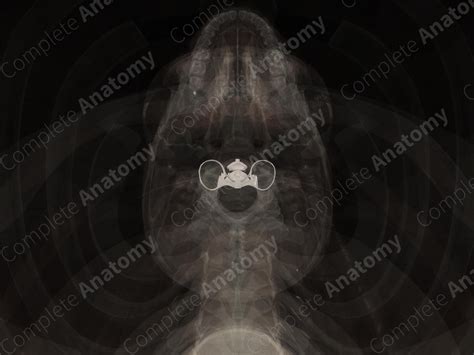 Atlantoaxial Joints | Complete Anatomy