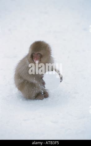 Japanese Snow Monkey playing snowball Japan Stock Photo - Alamy