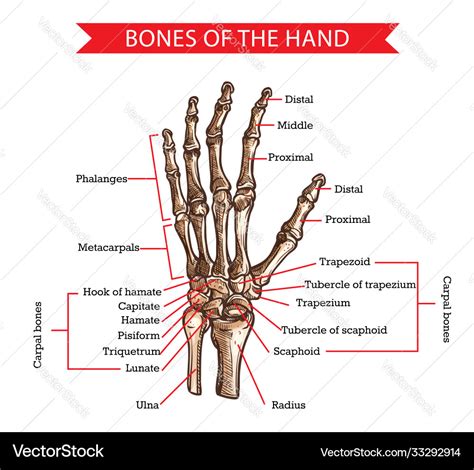 Hand Anatomy Sketch