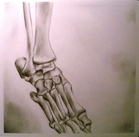 Foot Skeleton Drawing at GetDrawings | Free download