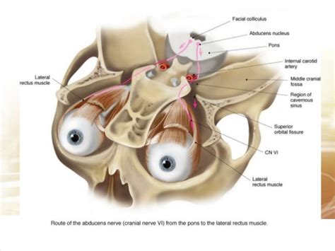 abducens nerve : anatomy , courses , muscle supply & branches