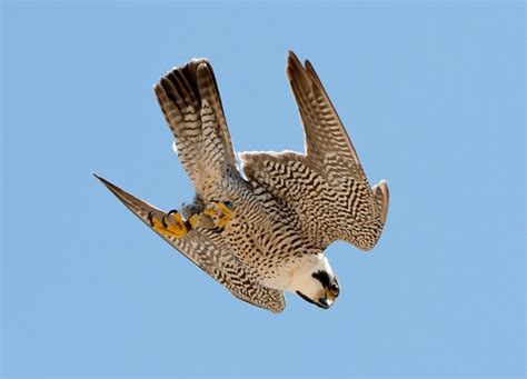 Peregrine Falcon diving | Zoology, Division of Birds | Peregrine falcon, Raptors bird, Eagle ...