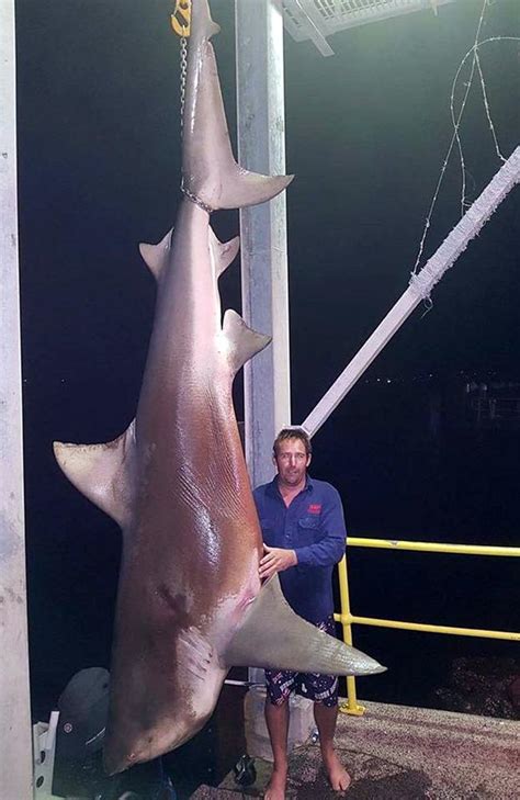 Bull shark caught off Swansea Lake Macquarie | Daily Telegraph