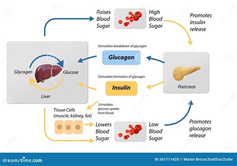 Blood Sugar Regulation Illustration. Labeled Process Cycle Scheme ...