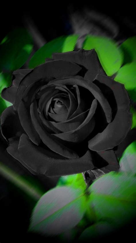 Halfeti turkey black rose Dark Flowers, Beautiful Rose Flowers, Exotic ...