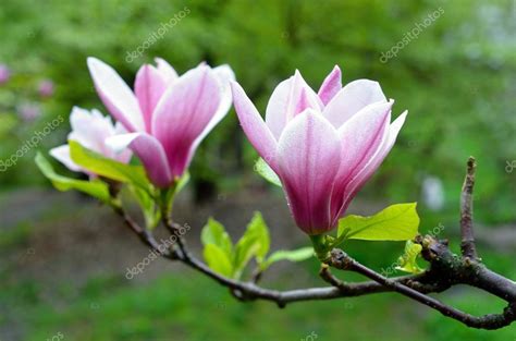 Pink magnolia blossom Stock Photo by ©Katcya 57187775